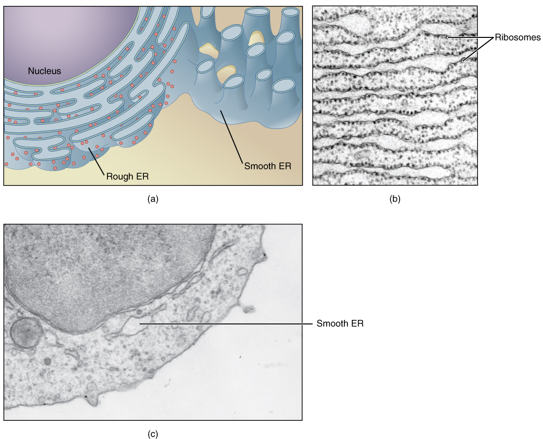 This figure shows structure of the endoplasmic reticulum. The diagram highlights the rough and smooth endoplasmic reticulum and the nucleus is labeled in the upper left figure marked (a). Two micrographs show the structure of the endoplasmic reticulum in detail. The upper right micrograph marked (b) shows the rough endoplasmic reticulum in a pancreatic cell and the lower micrograph marked (c) shows a smooth endoplasmic reticulum.