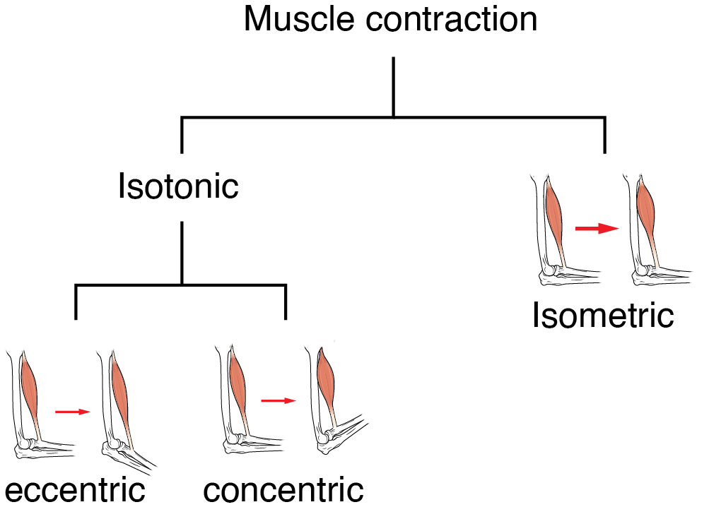 A diagram illustrating muscle contraction types. It divides into isotonic and isometric contractions. Isotonic further branches into eccentric and concentric contractions, with labeled illustrations depicting each type.