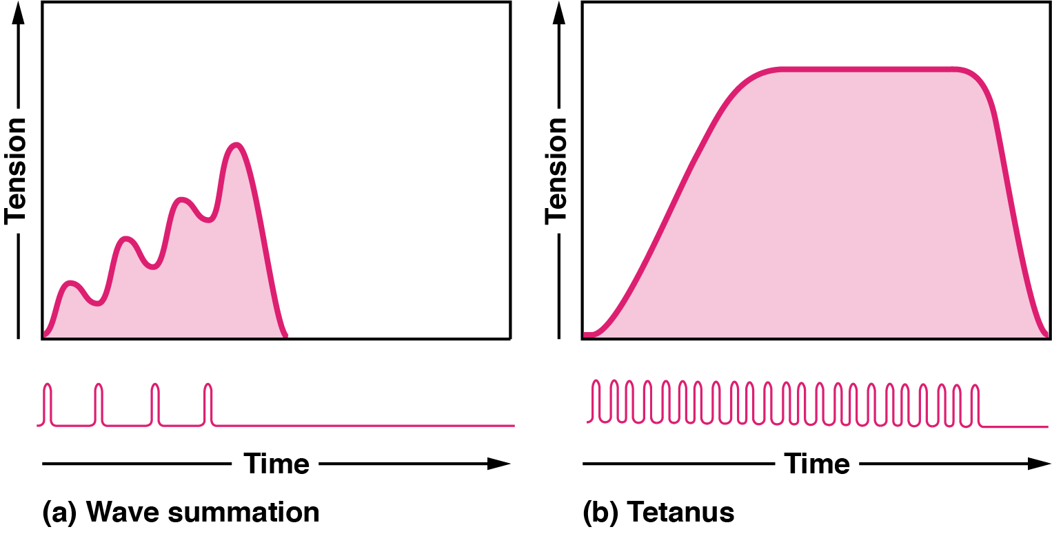 Two graphs illustrate muscle tension over time. The left graph (a) shows wave summation with fluctuating tension, while the right graph (b) depicts tetanus with sustained tension at a plateau.