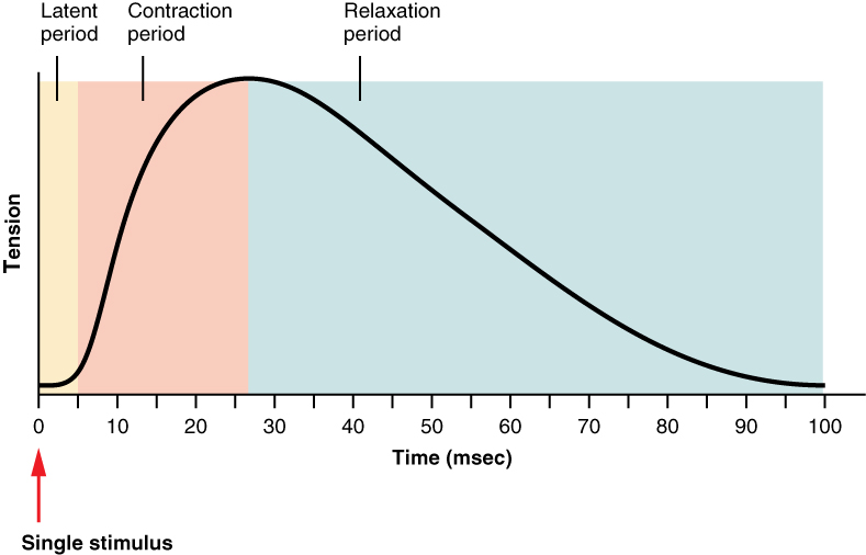 A graph shows the relation between tension and time during muscle twitches. The curve first increases and then decreases with increasing time. The latent period, contraction period, and relaxation period are identified.