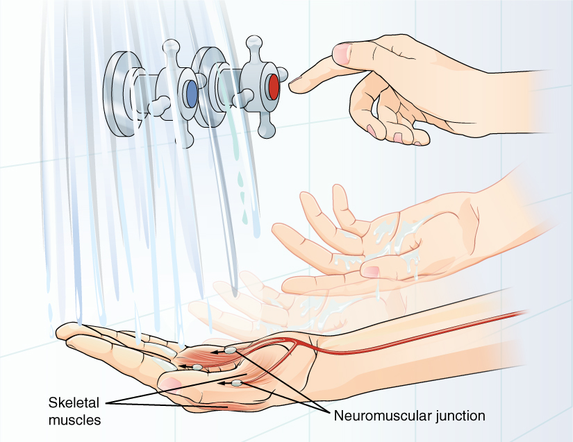 A hand is placed under flowing water. The axon of a motor neuron travels down the forearm and then branches as it reaches the hand. Each branch synapses with a different skeletal muscle in the hand. The synapse between the axon branches and the muscle is a neuromuscular junction. An impulse travelling down the motor neuron will cause the skeletal muscles to contract, resulting in muscle movement. In this case, the movement results in the person adjusting the faucet dials to change the temperature of the water.