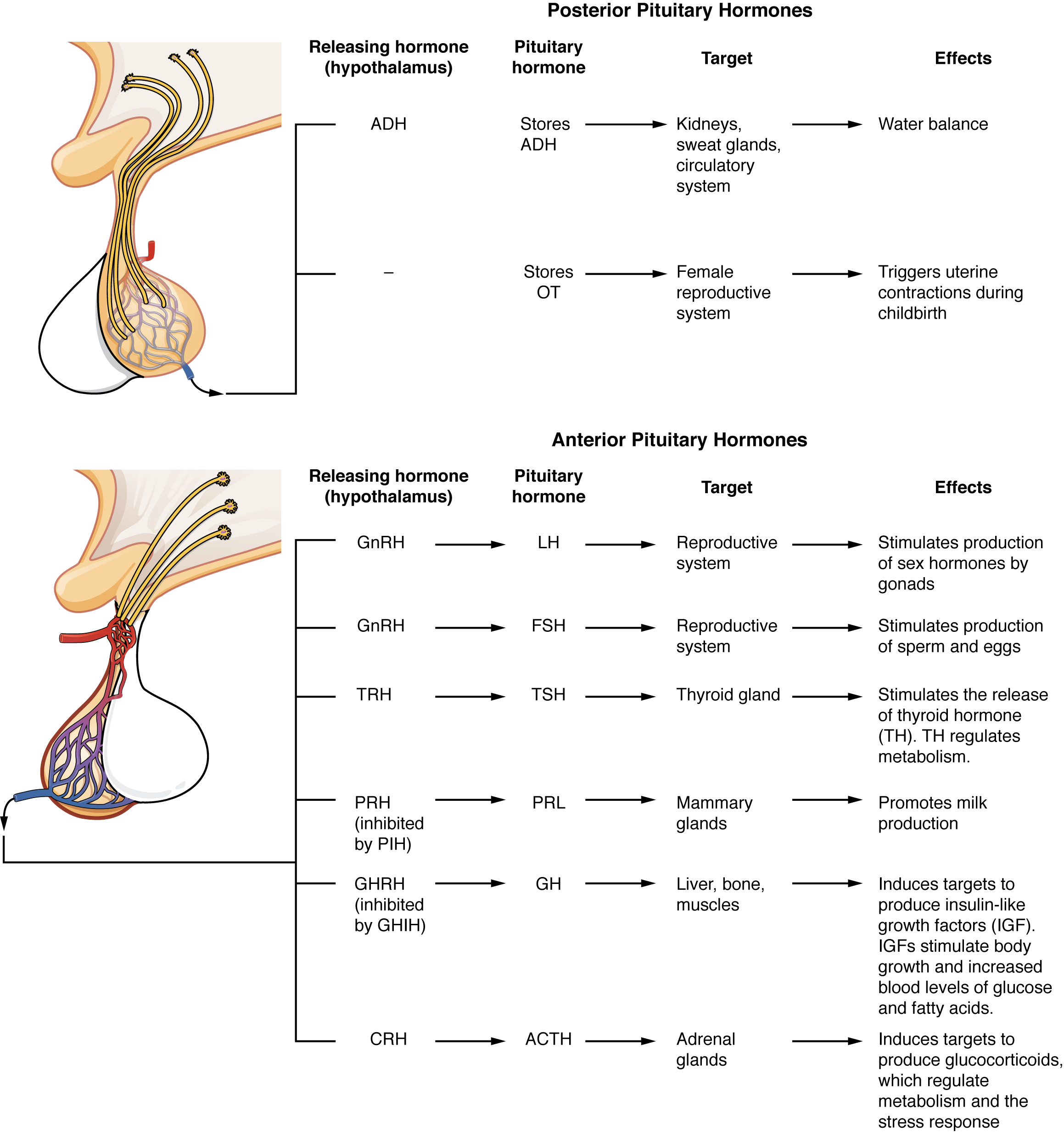These two diagrammatic tables show the major pituitary hormones, their releasing hormone from the hypothalamus, their target organs, and their effects. The top part of the diagram shows the posterior pituitary hormones. ADH is produced by the hypothalamus and stored in the posterior pituitary. The targets of ADH are the kidneys, sweat glands and circulatory system, as this hormone affects water balance. OT is produced by the posterior pituitary and has no releasing hormone. Its target is the female reproductive system, as this hormone triggers uterine contractions during childbirth. The anterior pituitary hormones are listed in the lower diagram. The release of LH by the anterior pituitary is triggered by the release of GNRH from the hypothalamus. The target of LH is the reproductive system, as this hormone stimulates the production of sex hormones by the gonads. The release of FSH by the anterior pituitary is triggered by the release of GNRH from the hypothalamus. The target of FSH is the reproductive system, as this hormone stimulates the production of sperm and eggs. The release of TSH by the anterior pituitary is triggered by the release of TRH from the hypothalamus. The target of TSH is the thyroid gland, as this hormone stimulates the release of thyroid hormone (TH). TH regulates metabolism. The release of PRL by the anterior pituitary is triggered by the release of PRH and inhibited by the release of PIH from the hypothalamus. The target of PRL is the mammary glands, as this hormone promotes milk production. The release of GH by the anterior pituitary is triggered by the release of GHRH and inhibited by the release of GHIH from the hypothalamus. The targets of GH are the liver, bones and muscles, as it induces its targets to produce insulin-like growth factors (IGH), as this hormone stimulates body growth and a higher metabolic rate. The release of ACTH by the anterior pituitary is triggered by the release of CRH from the hypothalamus. The targets of ACTH are the adrenal glands, as this hormone induces its targets to produce glucocorticoids, which regulate metabolism and the stress response.