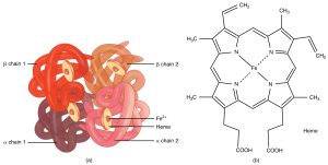 Hemoglobin structure showing protein chains and heme chemical structure (image description availble)