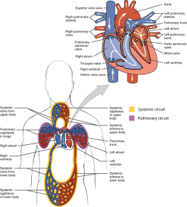 Diagram of heart anatomy and systemic versus pulmonary blood circulation through the body. (image description available)