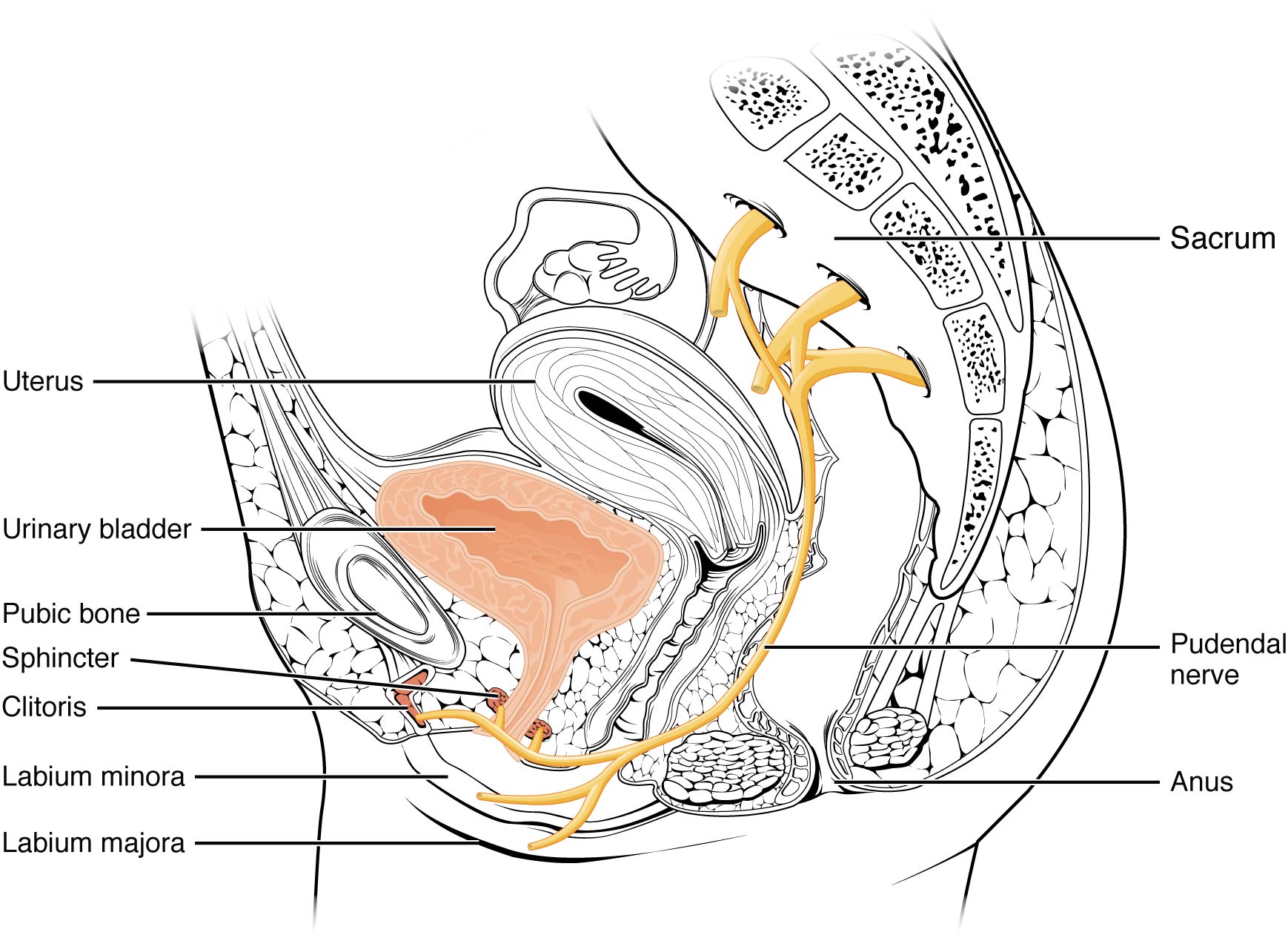 This image shows the female urinary system and identifies the nerves that are important in micturition. The pudendal nerve is labeled.