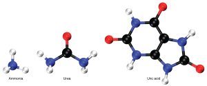 Ammonia, urea, and uric acid molecular structures.