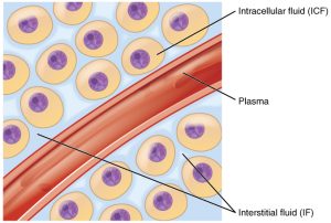 This diagram shows a small blood vessel surrounded by several body cells. The fluid between the body cells is the interstitial fluid (IF), which is a type of extracellular fluid (ECF). The fluid in the blood vessel is also an example of extracellular fluid. The fluid in the cytoplasm of each body cell is intracellular fluid, or ICF.