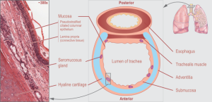cross section of trachea and esophagus, showing their locations with respect to each other; the figure shows the trachea as anterior to the esophagus