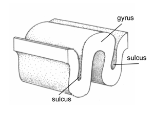 Image of a gyrus and sulcus