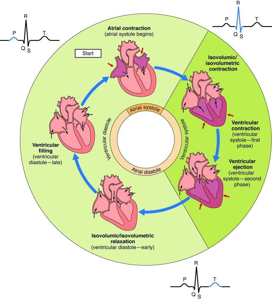 A circular diagram illustrating the cardiac cycle, showing the various stages of the cardiac cycles in order, including atrial contraction, ventricular filling, isovolumic relaxation, ventricular contraction, and ventricular ejection, with labeled phases and arrows indicating flow direction.