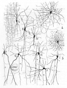 This illustration shows the anatomy of a neuron. The neuron has a very irregular cell body (soma) containing a purple nucleus. There are six projections protruding from the top, bottom and left side of the cell body. Each of the projections branches many times, forming small, tree-shaped structures protruding from the cell body. The right side of the cell body tapers into a long cord called the axon. The axon is insulated by segments of myelin sheath, which resemble a semitransparent toilet paper roll wound around the axon. The myelin sheath is not continuous, but is separated into equally spaced segments. The bare axon segments between the sheath segments are called nodes of Ranvier. An oligodendrocyte is reaching its two arm like projections onto two myelin sheath segments. The axon branches many times at its end, where it connects to the dendrites of another neuron. Each connection between an axon branch and a dendrite is called a synapse. The cell membrane completely surrounds the cell body, dendrites, and its axon. The axon of another nerve is seen in the upper left of the diagram connecting with the dendrites of the central neuron.