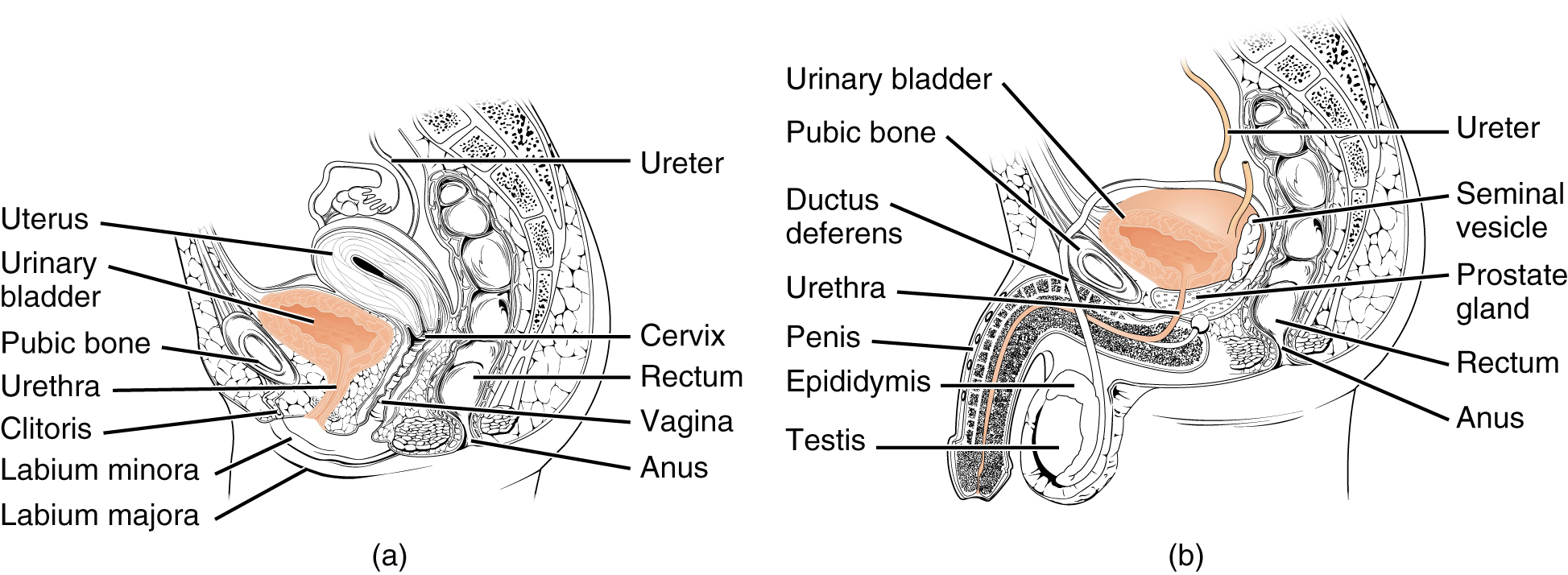 this figure shows the organs in the female and male urogenital systems.
