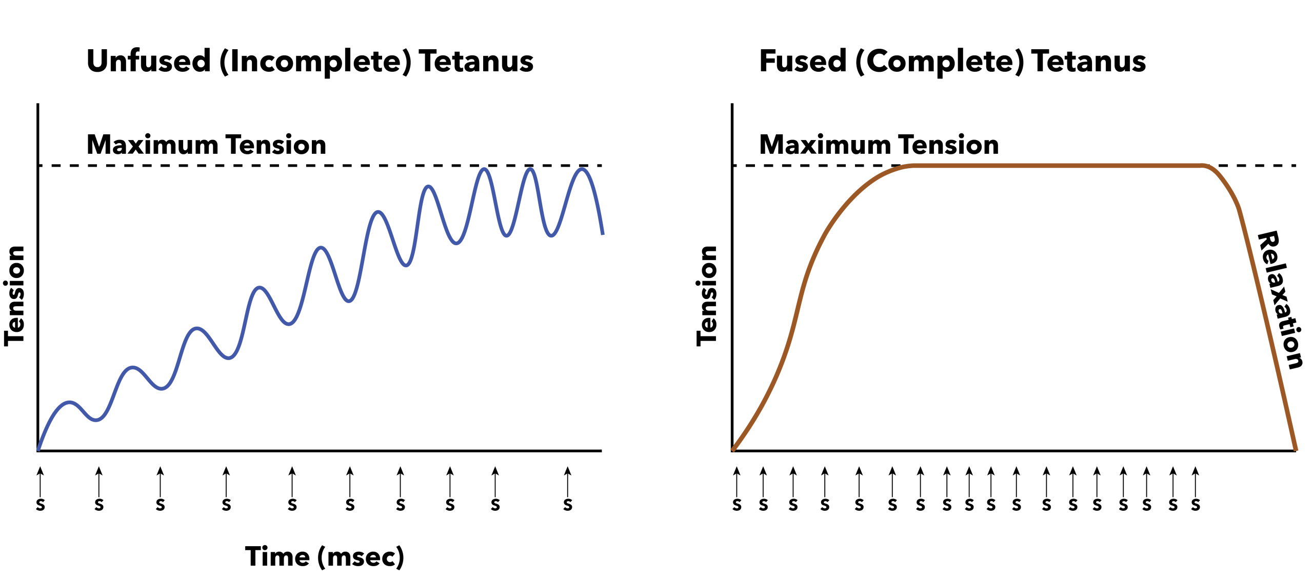 A diagram comparing Unfused (Incomplete) Tetanus and Fused (Complete) Tetanus. The left graph shows increasing tension over time with visible fluctuations, while the right graph presents a sustained maximum tension with a gradual relaxation phase.