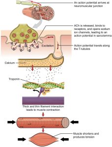 Sequential diagram showing muscle contraction process from nerve signal to fiber shortening (image description available)