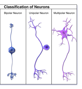 Three illustrations show some of the possible shapes that neurons can take. In the bipolar neuron, the dendrite enters into the left side of the cell body while the axon emerges from the opposite (right) side. In the unipolar neuron, the dendrite enters from the left and merges with the axon into a common pathway, which is connected to the cell body. The axon leaves the cell body through the common pathway, the branches off to the right, in the opposite direction as the dendrite. Therefore, this neuron is T shaped.In a multipolar neuron, multiple dendrites enter into the cell body. The only part of the cell body that does not have dendrites is the part that elongates into the axon.