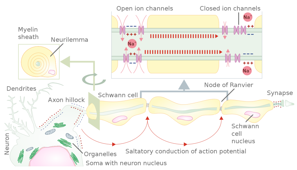 Figure is describing how an action potential propagates along a myelinated nerve fiber