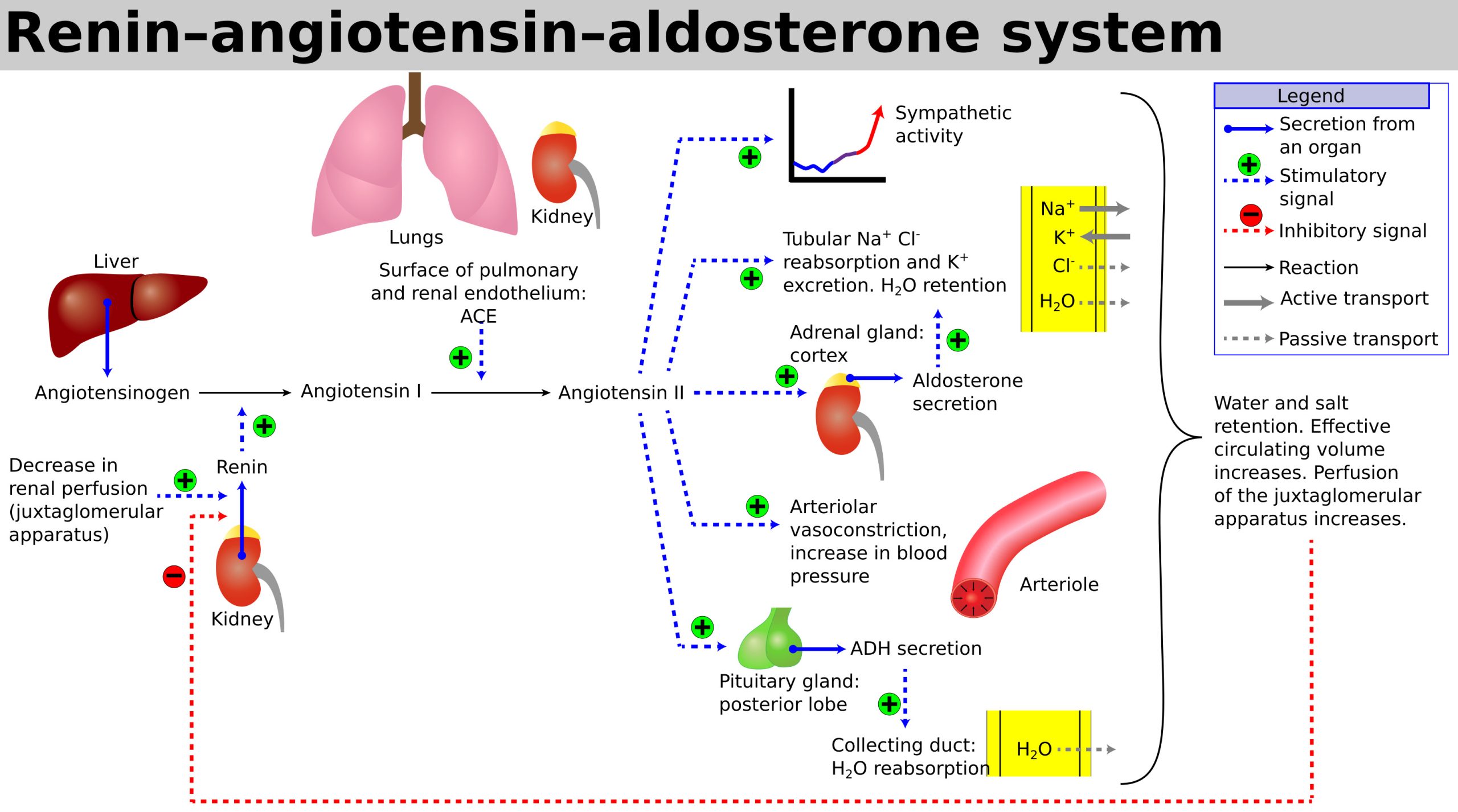 Diagram of the renin-angiotensin-aldosterone system showing organ interactions and hormonal pathways.