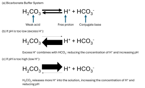 Diagram illustrating the bicarbonate buffer system in different conditions