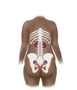 posterior view of female urogenital system showing positions of kidneys, bladder, and ureters