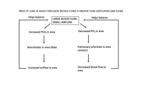 this figure shows the responses of the bronchioles and arterioles to areas of the lungs where perfusion is greater than ventilation. In these areas, increased CO2 and decreased O2 cause bronchioles to dilate and arterioles to constrict, which helps balance the mismatched perfusion and ventilation.