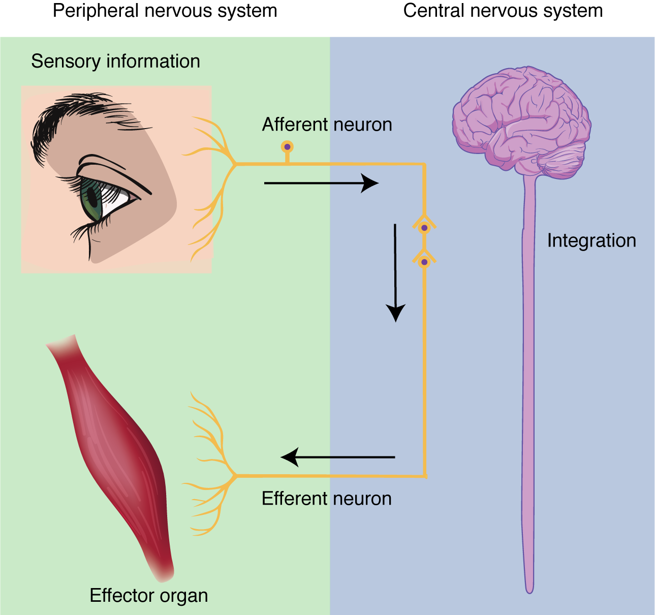 Diagram showing how sensory information from the periphery via an afferent neuron to the central nervous system for processing, then returns through an efferent neuron to a muscle (effector organ) to produce a response.