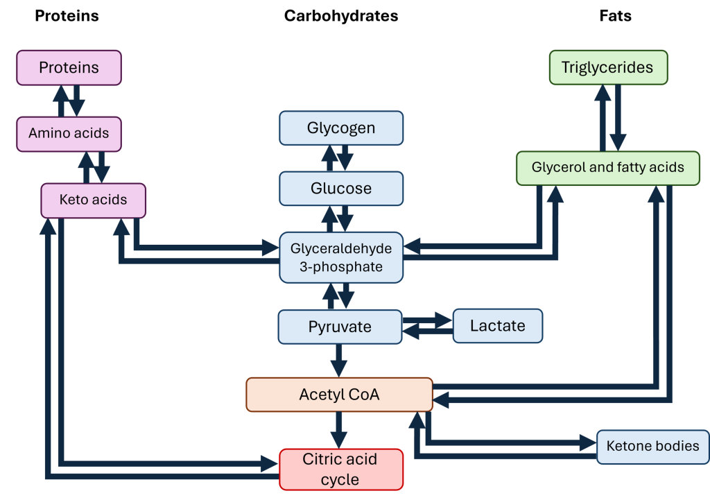 Diagram showing the connected metabolic pathways for proteins, carbohydrates, and fats.