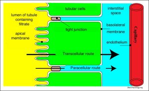 Diagram of the movement of substances through kidney tubular cells, showing transcellular and paracellular routes.