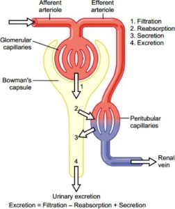 This figure illustrates the overall direction of movement of substances in filtration, reabsorption, secretion, and excretion. Arrow number 1 shows filtration as movement from glomerulus into Bowman's capsule, arrow number 2 shows reabsorption as movement from the filtrate into the blood, arrow number 3 shows secretion as movement from the blood into the filtrate, and arrow number 4 shows excretion as the exit of substances from the nephron as urine.