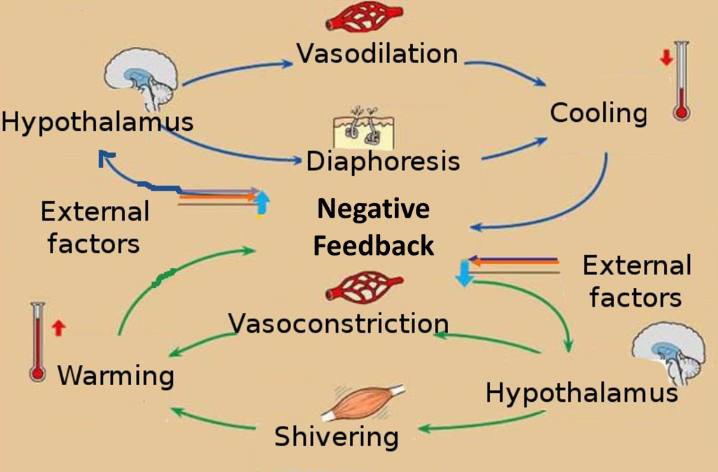 Flow diagram showing the components of temperature regulation for both increased and decreased body temperature.
