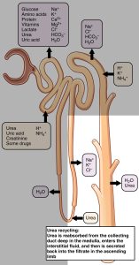Diagram of solute and water transport in a nephron with urea recycling process.