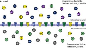 Figure showing sodium, calcium, and chloride concentrated outside the cell and potassium and anions concentrated inside.