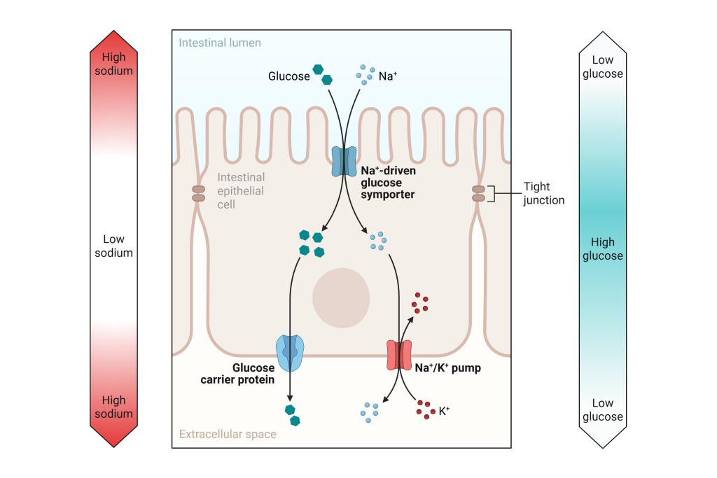 Diagram illustrating the movement of glucose with sodium via secondary active transport