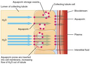 Diagram of water movement through collecting tubule cells via aquaporins.