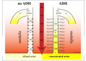 Diagram comparing urine concentration with and without ADH, highlighting dilute and concentrated urine formation.
