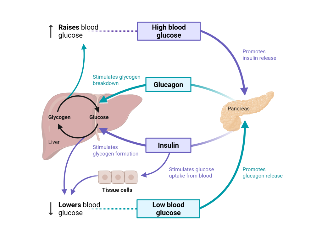 Diagram illustrating the control of blood glucose via insulin and glucagon.
