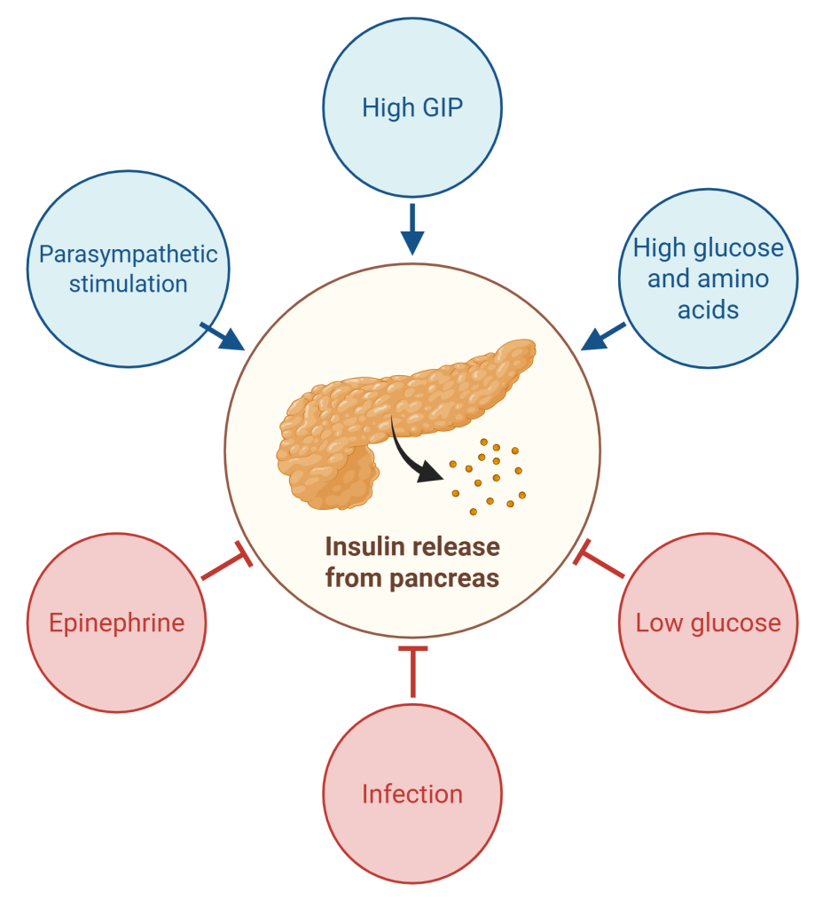 Diagram showing the factors that increase or decrease insulin secretion from the pancreas.