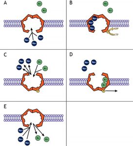 Schematic of the action of the sodium/potassium pump