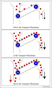 Diagram showing different states of molecular transport below, at, and above the transport maximum.