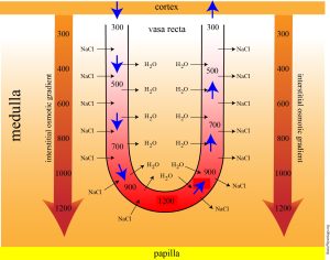 Diagram of the countercurrent exchange in the kidney's vasa recta showing osmolarity gradients and flow of NaCl and H2O.