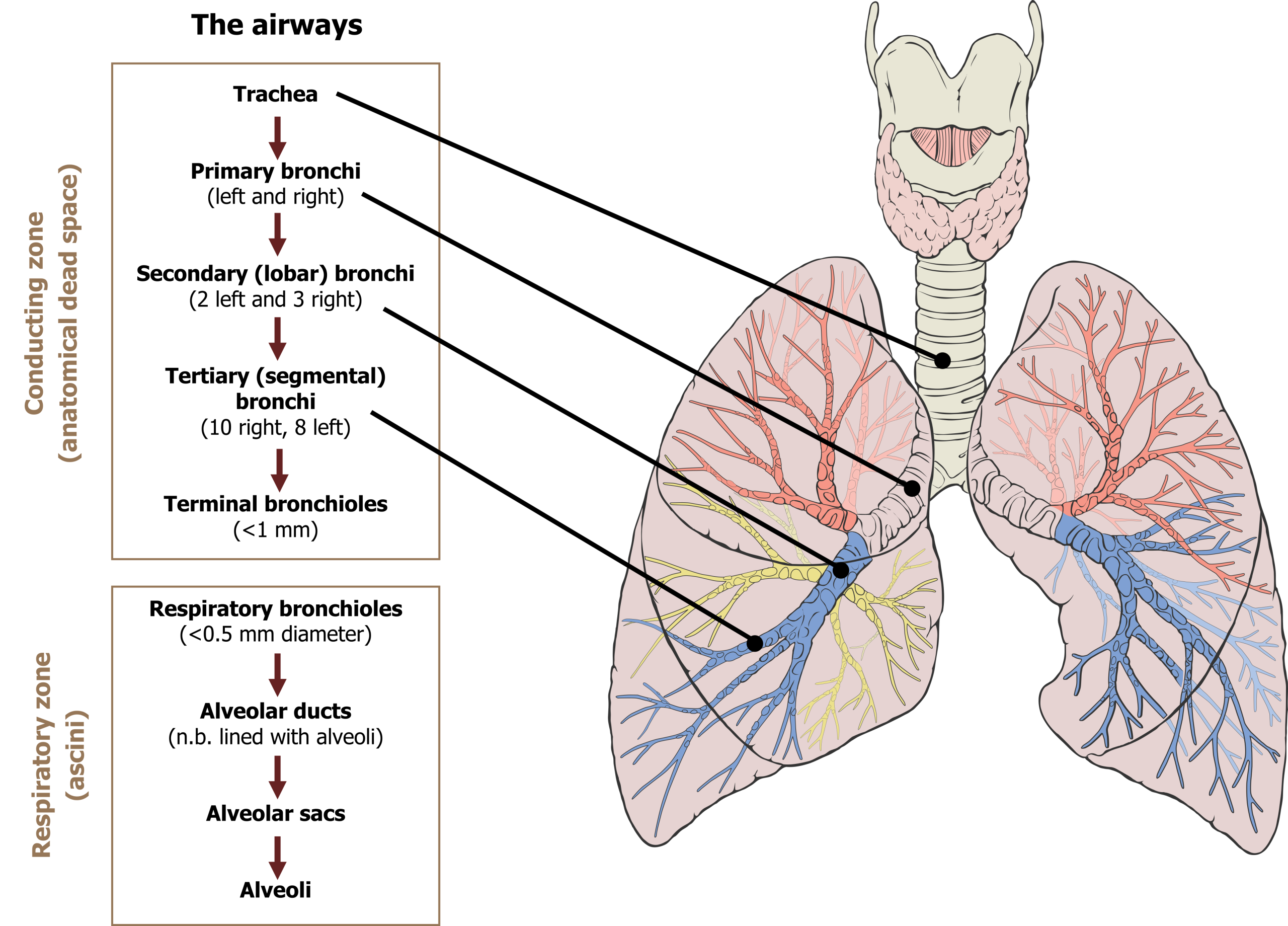 Diagram of the human respiratory system focusing on airways, which are labeled. A flowchart showing the order of structures from conducting zone to respiratory zone is also shown.