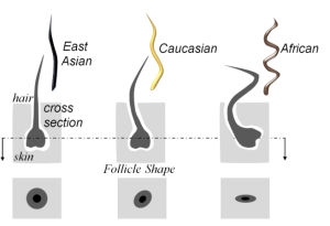 Image depicting different hair follicles.