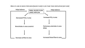 this figure shows the responses of the bronchioles and arterioles to areas of the lungs where ventilation is greater than perfusion. In these areas, decreased CO2 and increased O2 cause bronchioles to constrict and arterioles to dilate, which helps balance the mismatched perfusion and ventilation.