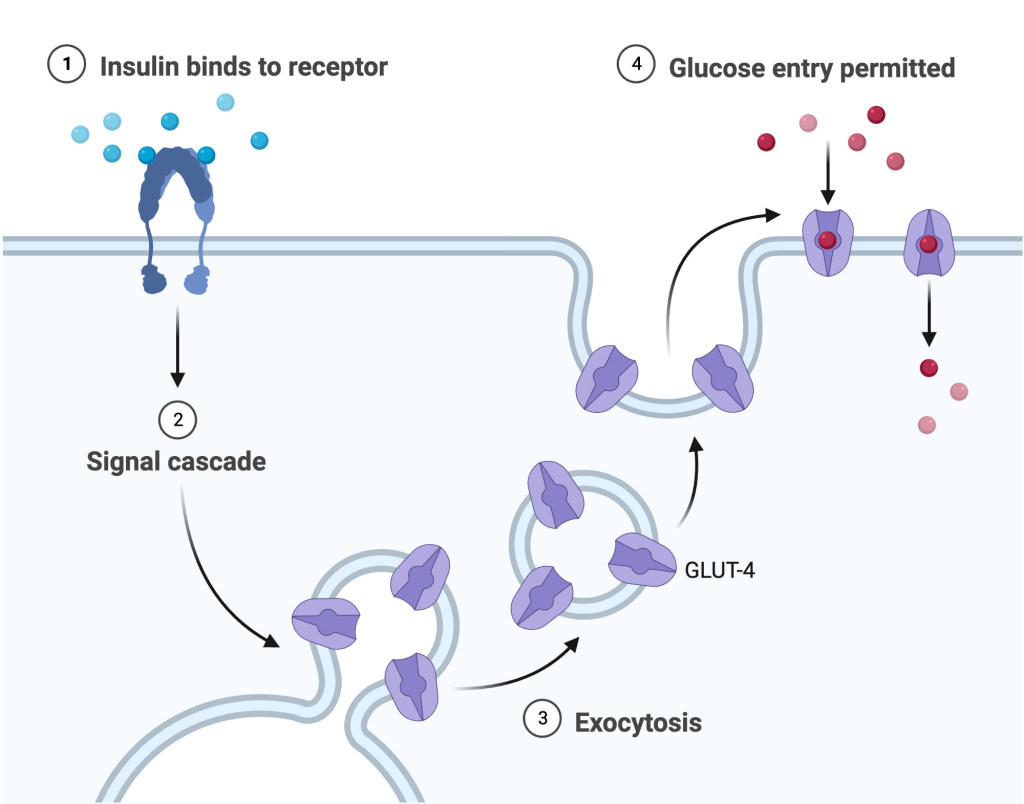 Diagram illustrating the pathway of insulin action and insertion of glucose transport proteins.