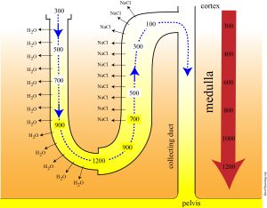 Diagram of the nephron loop and collecting duct showing water and salt movement, with osmolarity levels.