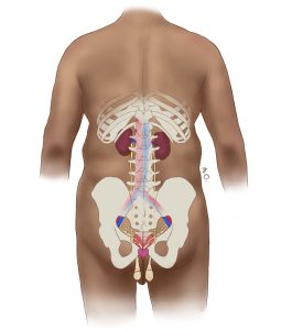 posterior view of the male urogenital systems showing the positions of the kidneys, bladder, and ureters