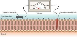Diagram of a cell membrane with electrodes measuring membrane potential at -70mV.