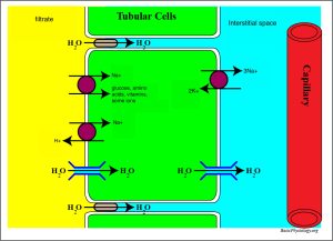 Diagram illustrating substance movement between PCT tubular cells, filtrate, and capillary.