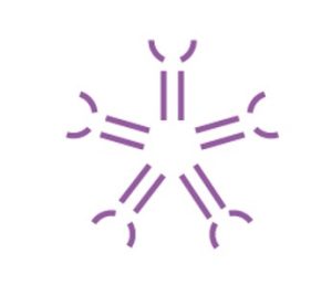 Purple Y-shaped antibody symbol representing Anti-A antibody