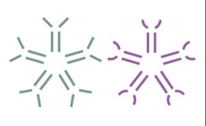 Gray and purple Y-shaped antibody symbols representing Anti-A and Anit-B antibody