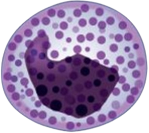 a basophil white blood cell as a light purple sphere with purple, covered in purple polkadots and with an irregularly shaped purple lobe inside